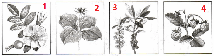 Решение рисунок 1